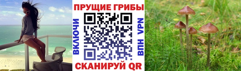 купить   Тверь  blacksprut как войти  Псилоцибиновые грибы Cubensis 