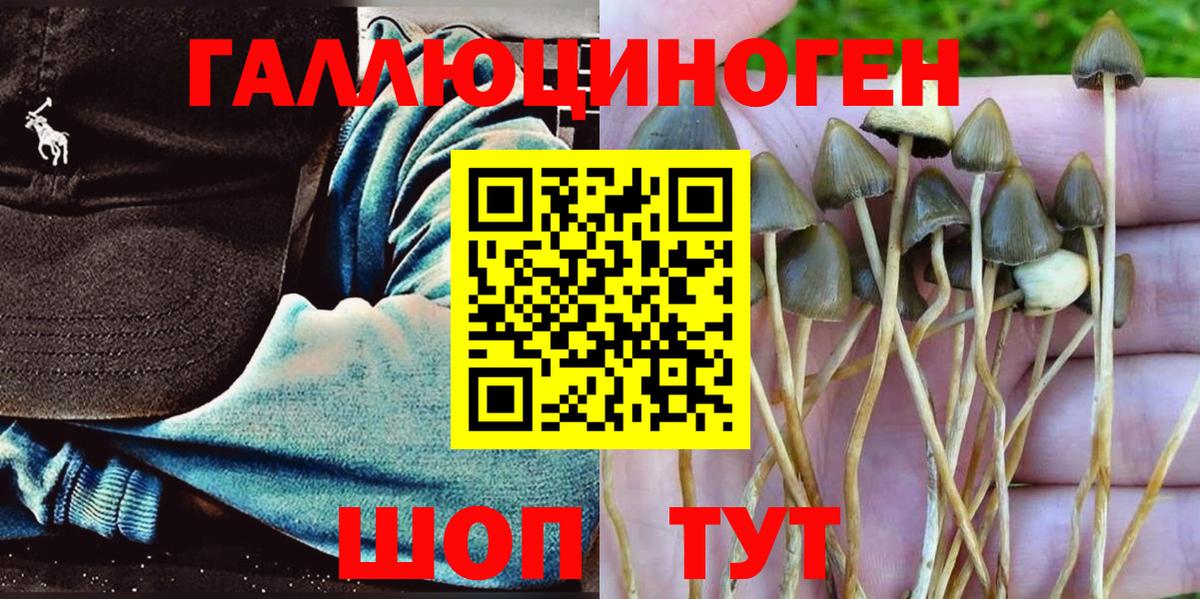 Псилоцибиновые грибы Psilocybine cubensis Тверь